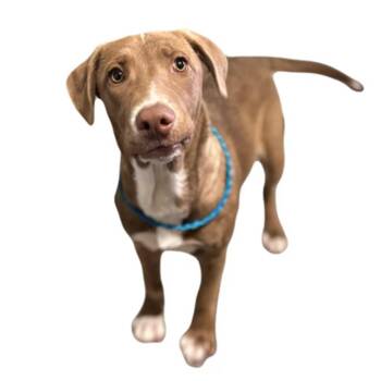 Lucy -  Labrador Retriever Dog for Adoption in Red Bluff, California - Lucy | PetCurious