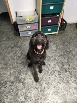 Rescue Labrador Retriever and Mixed Breed Dogs for Adoption in Moses Lake, Washington - Sammie | PetCurious