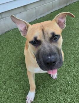 Ben -  Pit Bull Terrier and Boxer Dog for Adoption in Fall River, Massachusetts - Ben | PetCurious