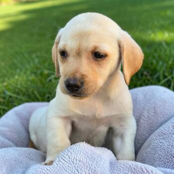 Huckleberry Finn Pup - Becky -  Labrador Retriever Dog for Adoption in San Diego, California - Huckleberry Finn Pup - Becky | PetCurious