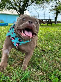 Weeble Wobble -  Bulldog Dog for Adoption in Brunswick, Ohio - Weeble Wobble | PetCurious