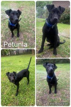 Labrador Retriever Dogs Available for Adoption in Enterprise, Alabama - Petunia | PetCurious