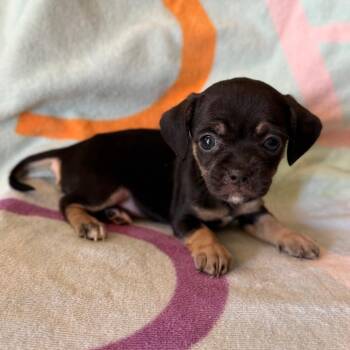 Churro -  Chihuahua Dog for Adoption in Tucson, Arizona - Churro | PetCurious