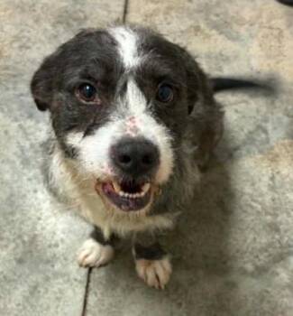 Return to Sender -  Mixed Breed Dog for Adoption in Lampasas, Texas - Return To Sender | PetCurious