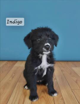 Indigo -  Terrier Dog for Adoption in Manchester, Connecticut - Indigo | PetCurious