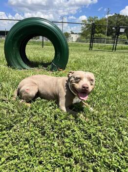 HART -  American Bulldog and Mixed Breed Dog for Adoption in Winter Haven, Florida - HART | PetCurious