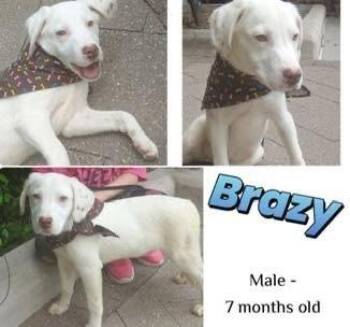Labrador Retriever Dogs Available for Adoption in Colorado Springs, Colorado - Brazy | PetCurious