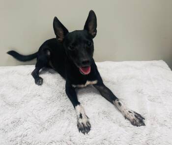 Blitz -  Miniature Pinscher Dog for Adoption in Seabrook, Texas - Blitz | PetCurious