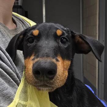 Aqua -  Doberman Pinscher and Mixed Breed Dog for Adoption in Concord, North Carolina - Aqua | PetCurious