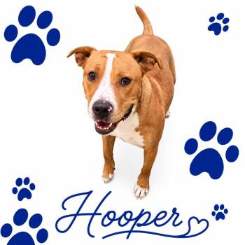 Hooper -  Mixed Breed Dog for Adoption in Memphis, Tennessee - Hooper | PetCurious