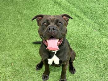 Rescue Boxer and Labrador Retriever Dogs for Adoption in Tustin, California - OCEAN | PetCurious