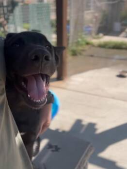 Rescue German Shepherd Dog Dogs for Adoption in Santa Clara, California - Thor | PetCurious