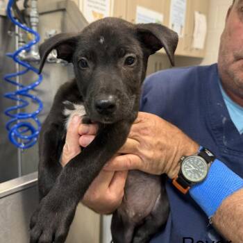 Belgian Shepherd Malinois and Pit Bull Terrier Dogs Available for Adoption in Englewood, Florida - Rover | PetCurious