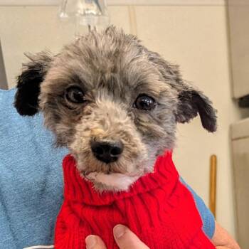 Manny -  Shih Tzu and Miniature Poodle Dog for Adoption in Marysville, Ohio - Manny | PetCurious