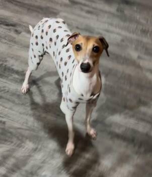 Italian Greyhound Dogs Available for Adoption - Prince | PetCurious
