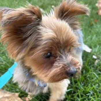Zippy (and Buttons) -  Yorkshire Terrier Dog for Adoption - Zippy (and Buttons) | PetCurious