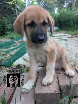 Angel Snack -  Anatolian Shepherd Dog for Adoption in Omaha, Nebraska - Angel Snack | PetCurious