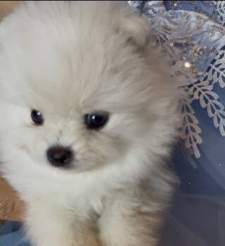Blossom -  Pomeranian Dog for Sale in Redding, California - Blossom | PetCurious