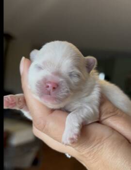 Pomeranian Dogs Available for Sale in Redding, California - Blossom | PetCurious