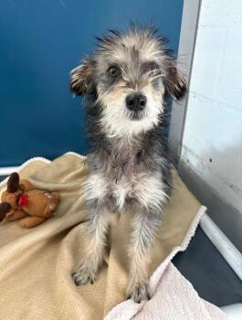 Dudley -  Terrier and Schnauzer Dog for Adoption in Gardnerville, Nevada - Dudley | PetCurious