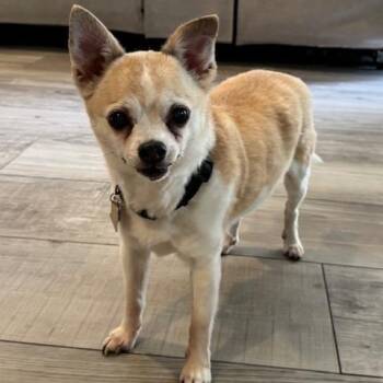 Chihuahua Dogs Available for Adoption in Jacksonville, Florida - Winston | PetCurious