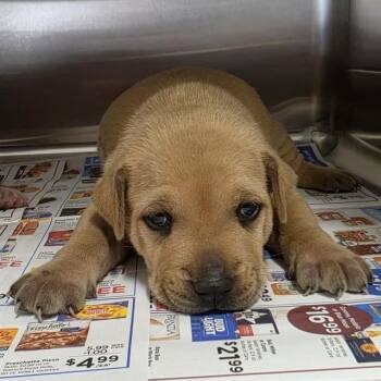 A661356 -  Staffordshire Bull Terrier Dog for Adoption in Houston, Texas - A661356 | PetCurious