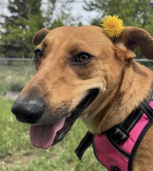 Leia -  Labrador Retriever Dog for Adoption in Denver, Colorado - Leia | PetCurious