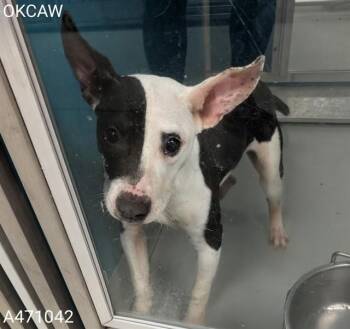 Boston Terrier and Pit Bull Terrier Dogs Available for Adoption - A471042 | PetCurious