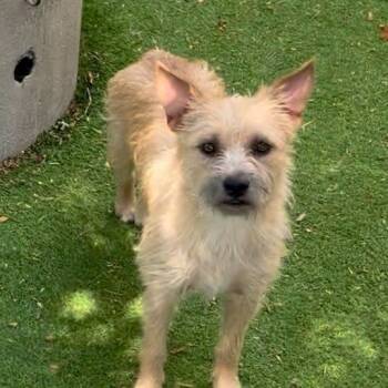 Samwise -  Mixed Breed Dog for Adoption in Sonoma, California - Samwise | PetCurious