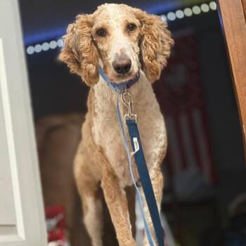 Bingo (Benefactor Dog) -  Standard Poodle and Golden Retriever Dog for Adoption in New Orleans, Louisiana - Bingo (Benefactor Dog) | PetCurious