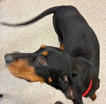 Jo Dee -  Coonhound Dog for Adoption in Disputanta, Virginia - Jo Dee | PetCurious
