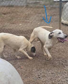 Rescue Hound Dogs for Adoption in New Windsor, New York - Jax | PetCurious