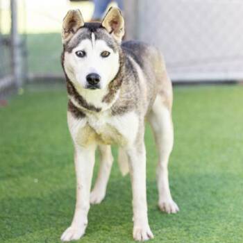 RAVEN -  Siberian Husky Dog for Adoption in Camarillo, California - RAVEN | PetCurious