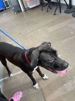 Mixed Breed Dogs Available for Adoption in Dallas, Texas - GOOBER | PetCurious