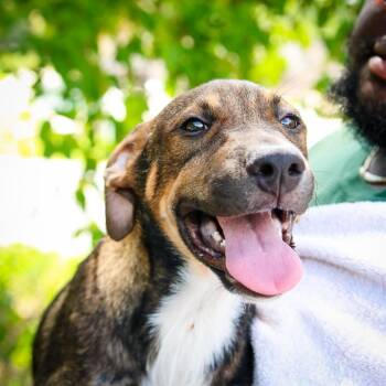 Mailbox -  Shepherd and Mixed Breed Dog for Adoption - Mailbox | PetCurious