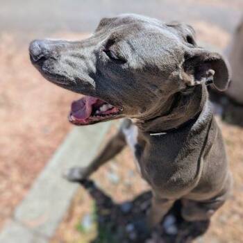 Toro -  Mixed Breed Dog for Adoption in Oakland, California - Toro | PetCurious