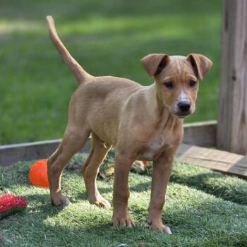 Labrador Retriever Dogs Available for Adoption in Wake Forest, North Carolina - Bud | PetCurious