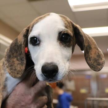 R163903 Shy -  Beagle and Mixed Breed Dog for Adoption in Port Washington, New York - R163903 Shy | PetCurious