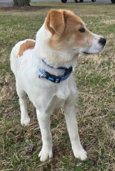 Great Pyrenees Dogs Available for Adoption - Bean | PetCurious