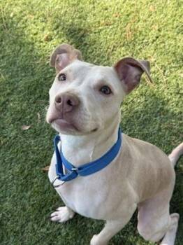 Maine - 2 -  Catahoula Leopard Dog and Labrador Retriever Dog for Adoption in Daytona Beach, Florida - Maine - 2 | PetCurious