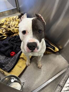 26-232 -  Pit Bull Terrier Dog for Adoption in Lindenhurst, New York - 26-232 | PetCurious