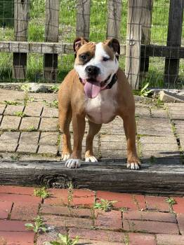 American Staffordshire Terrier Dogs Available for Adoption in Homewood, Illinois - Asha | PetCurious