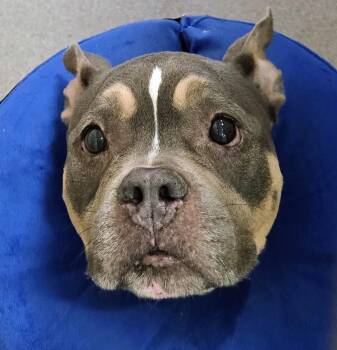 26-241 Bella -  American Bully Dog for Adoption in Lindenhurst, New York - 26-241 Bella | PetCurious