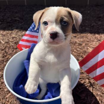 Liberty -  Terrier Dog for Adoption in Salisbury, North Carolina - Liberty | PetCurious
