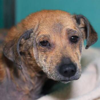 Dachshund Dogs Available for Adoption in San Antonio, Texas - WISTERIA | PetCurious