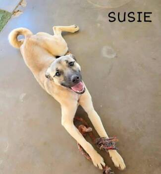 Black Mouth Cur and German Shepherd Dog Dogs Available for Adoption in New London, Wisconsin - Susie | PetCurious