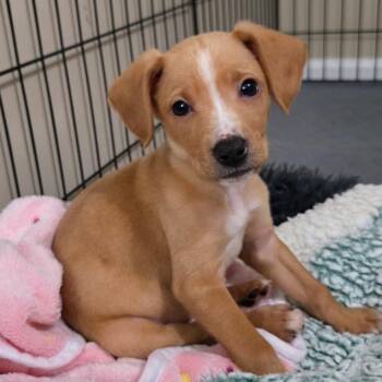 Mixed Breed Dogs Available for Adoption in Durham, North Carolina - Jack | PetCurious