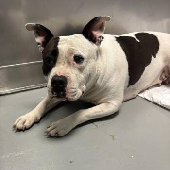 Costco Chicken Bake -  Mixed Breed Dog for Adoption in Davenport, Iowa - Costco Chicken Bake | PetCurious