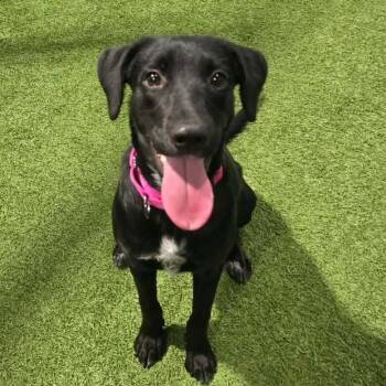 Miss Chestnut -  Labrador Retriever Dog for Adoption in Racine, Wisconsin - Miss Chestnut | PetCurious