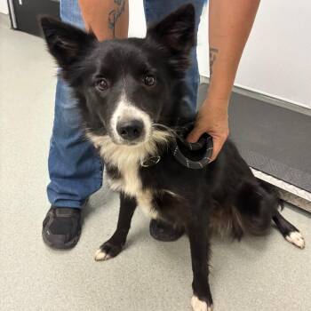 Coraline -  Australian Shepherd and Border Collie Dog for Adoption in Abilene, Texas - Coraline | PetCurious